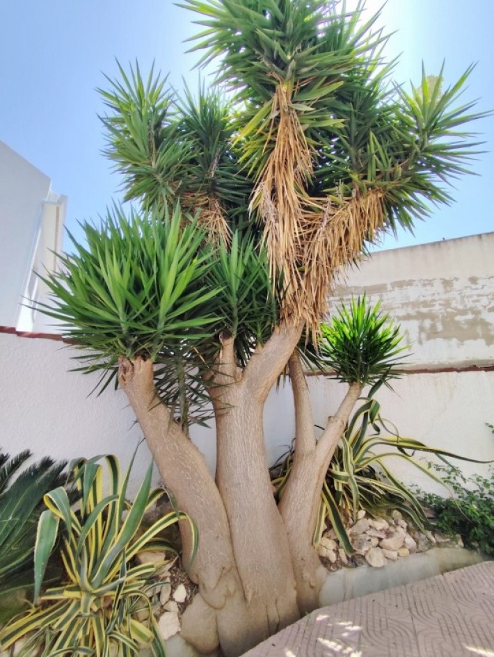 Large detached villa with private pool in San Miguel de Salinas